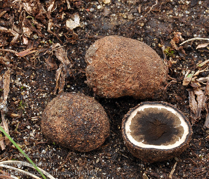 Elaphomyces aculeatus Srnka ostnatá