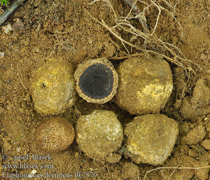 Elaphomyces decipiens