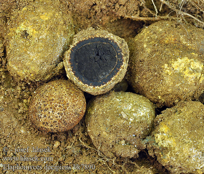 Elaphomyces decipiens