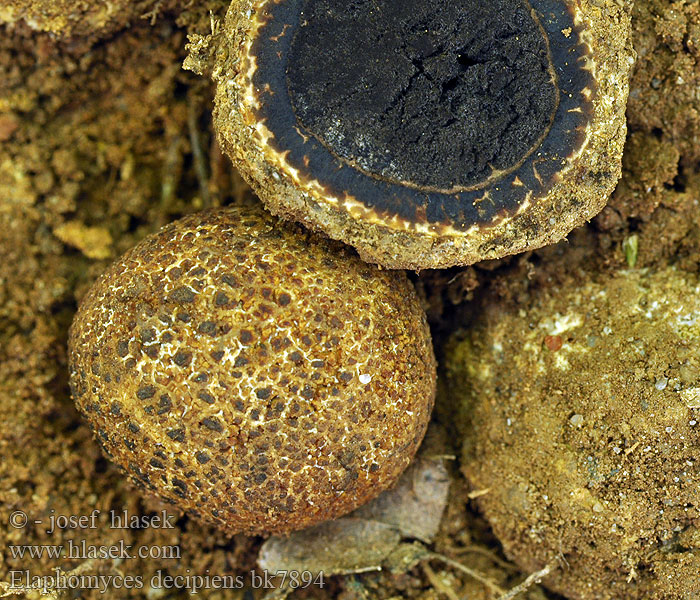 Elaphomyces_decipiens_bk7894