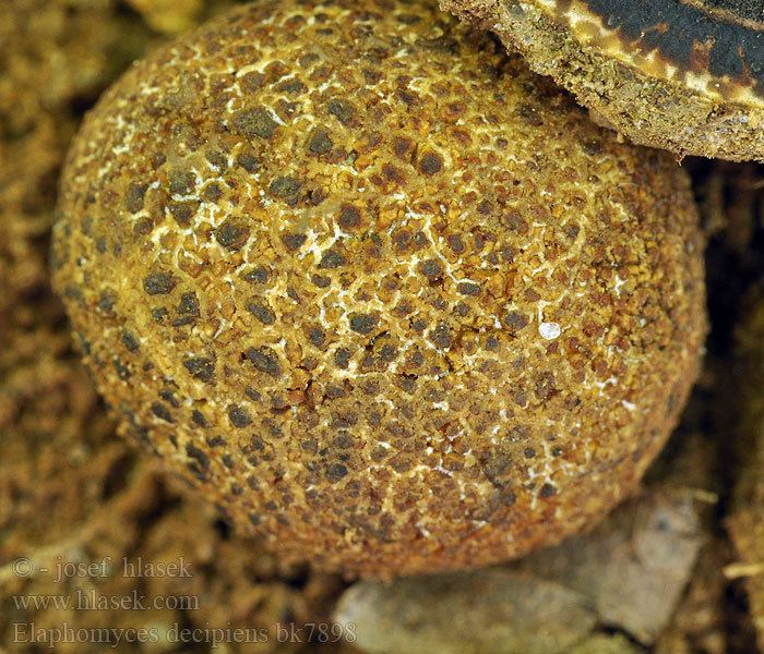 Elaphomyces decipiens