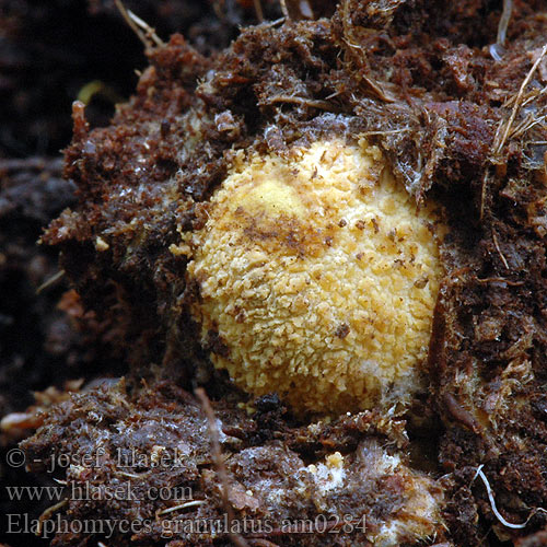 Elaphomyces granulatus am0284