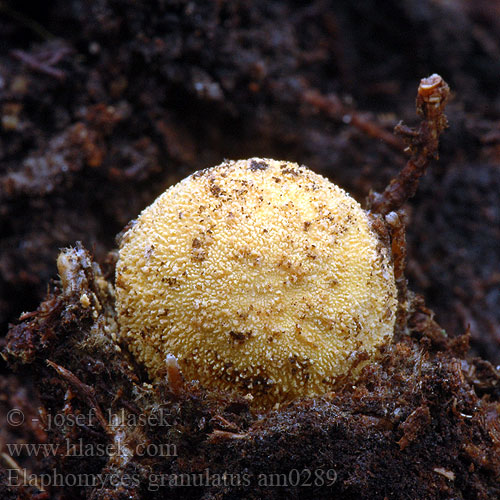 Elaphomyces granulatus am0289