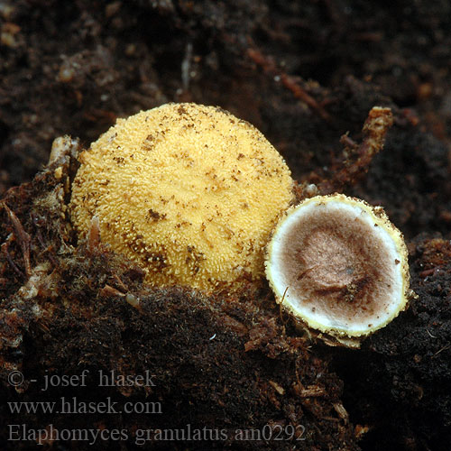 Elaphomyces granulatus am0292