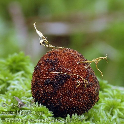 Elaphomyces muricatus am0234