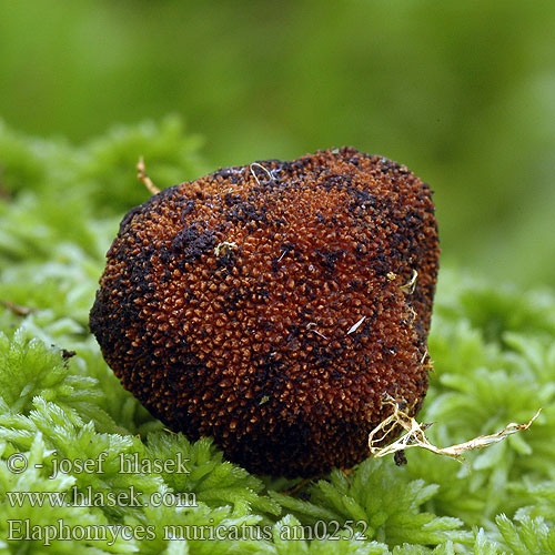 Truffe cerf muriquée Stekelige hertetruffel ワナグラツチダンゴ Változékony álszarvasgomba Bunte Hirschtrüffel Jeleniak nastroszony Trnasta košutnica Marmorerad hjorttryffel Elaphomyces muricatus Jelenka pestrá Srnka ježatá Vortet hjortetrøffel Vorteløpekule Marbled Deer Truffle Трюфель мурикатус Nystymaahikas