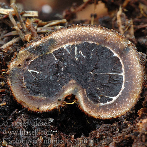 Elaphomyces muricatus am0304