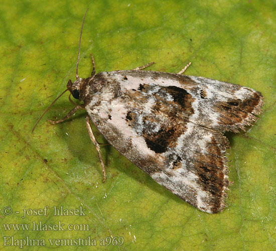 Elaphria venustula Rosy Marbled Ginsterheiden-Motteneulchen