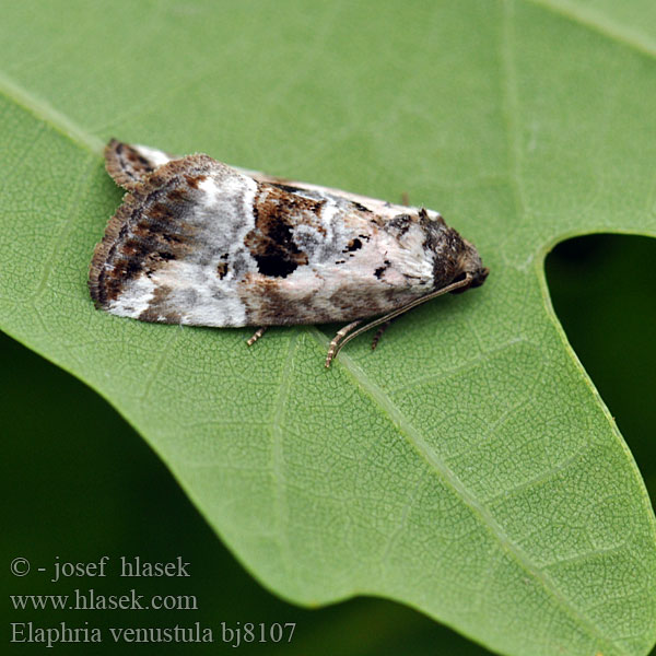 Litet glansfly Совка прелестная Elaphria venustula Rosy Marbled