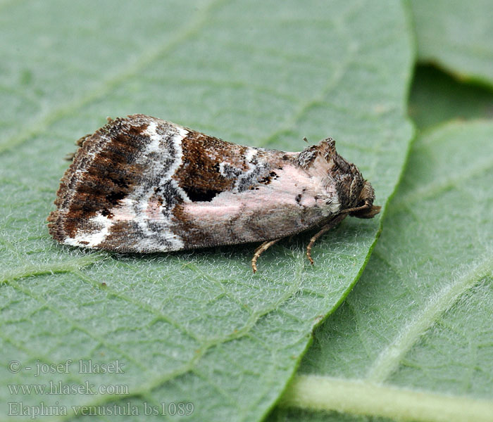 Elaphria venustula Rosy Marbled