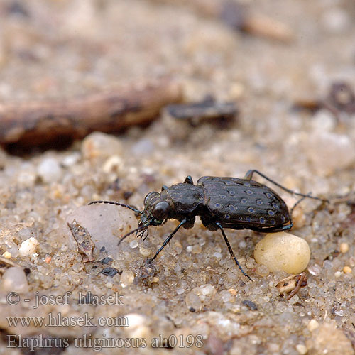 Elaphrus uliginosus ah0198