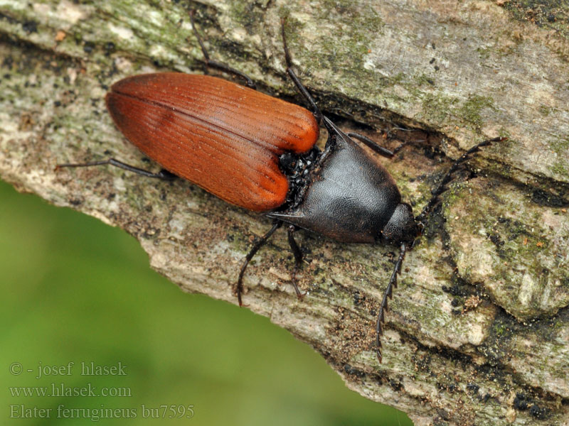 Tęgosz rdzawy Elater ferrugineus