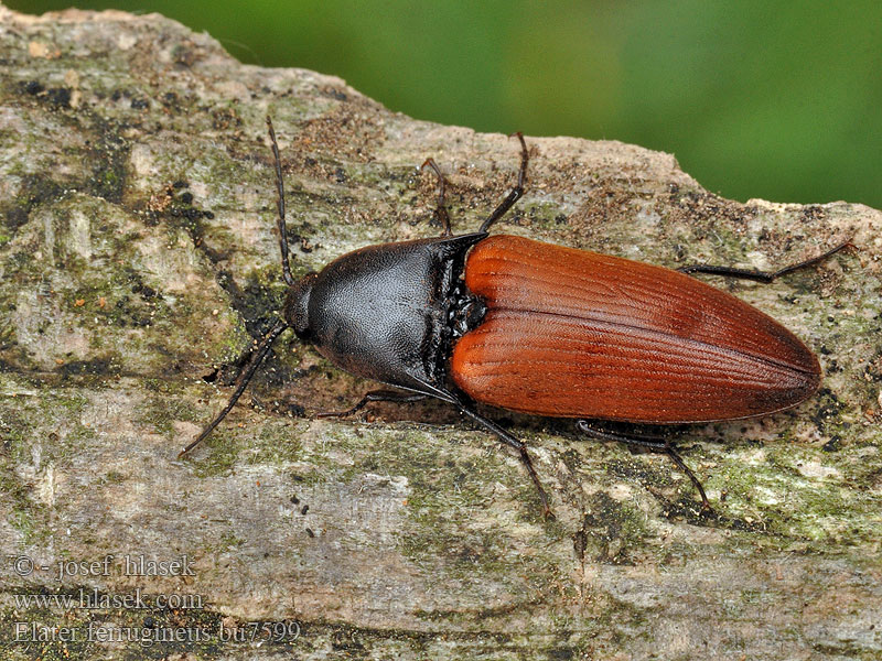 Щелкун ржаво-красный Elater ferrugineus