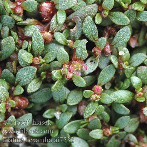 Elatine hexandra Úpor šestimužný Cseplesz látonya Six-stamened Waterwort