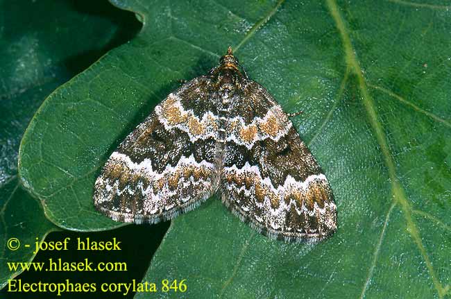 Electrophaes corylata Píďalka lísková Linden-Blattspanner