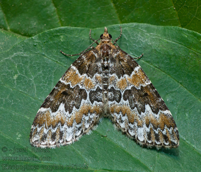 Píďalka lísková Electrophaes corylata