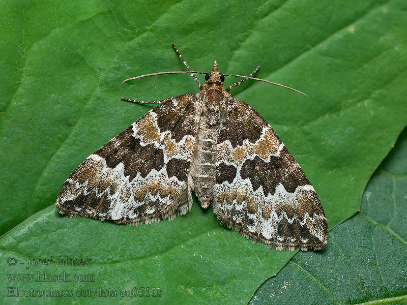 Píďalka lísková Electrophaes corylata