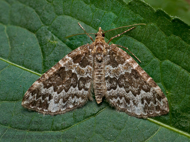 Piadivka oriešková Electrophaes corylata