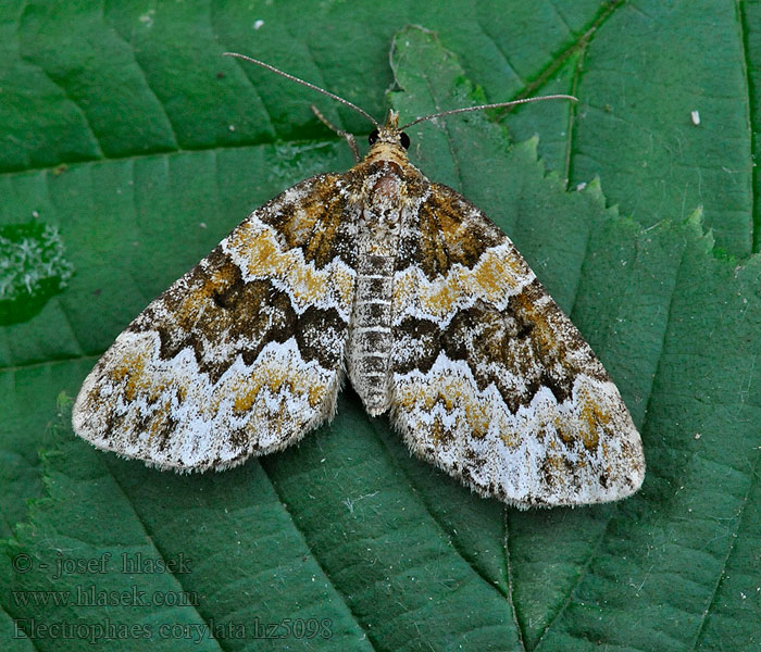 Broken-barred Carpet Piadivka oriešková Cidarie rompue