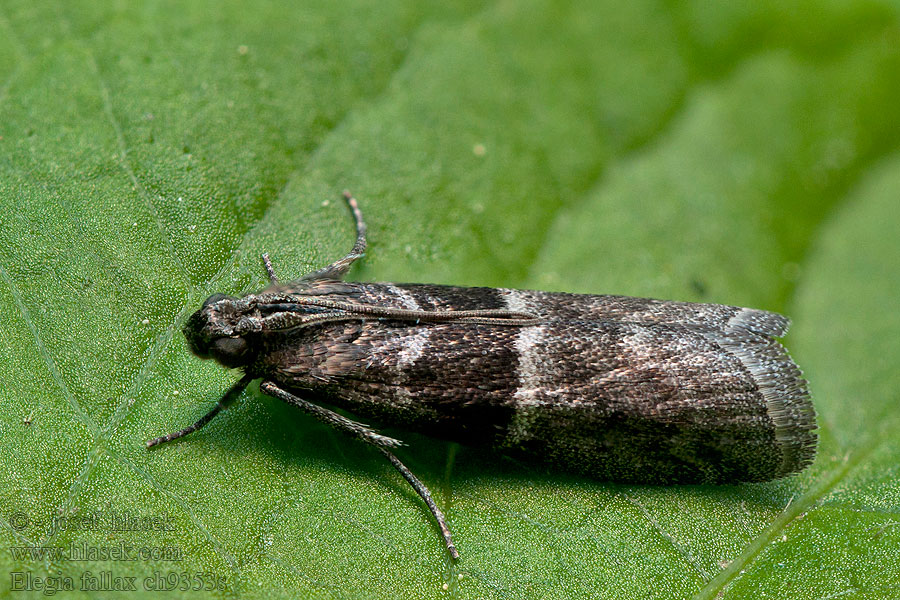 Elegia fallax