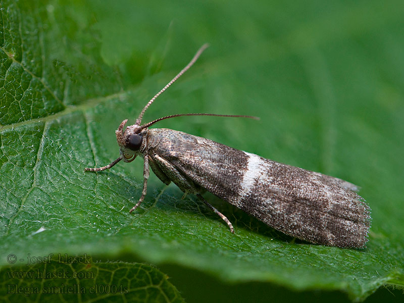 Båndsmalmott Elegia similella