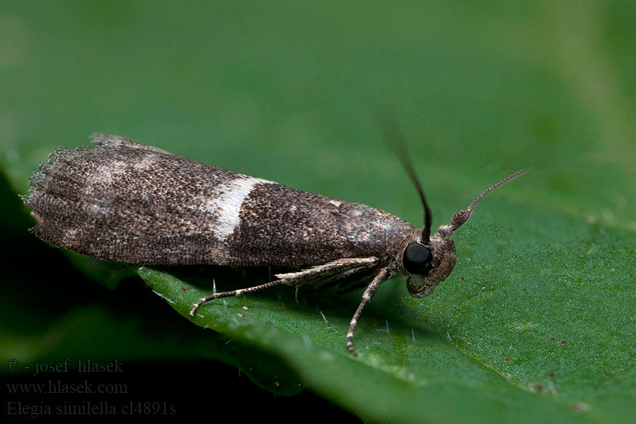 Tammenkuorikoisa Elegia similella