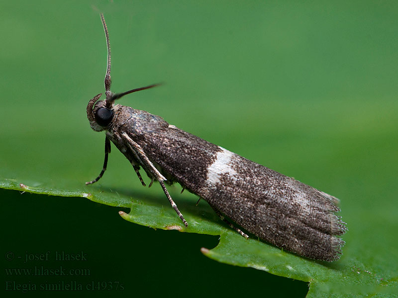 Ekmolnmott Elegia similella