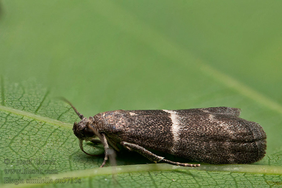 Elegia similella