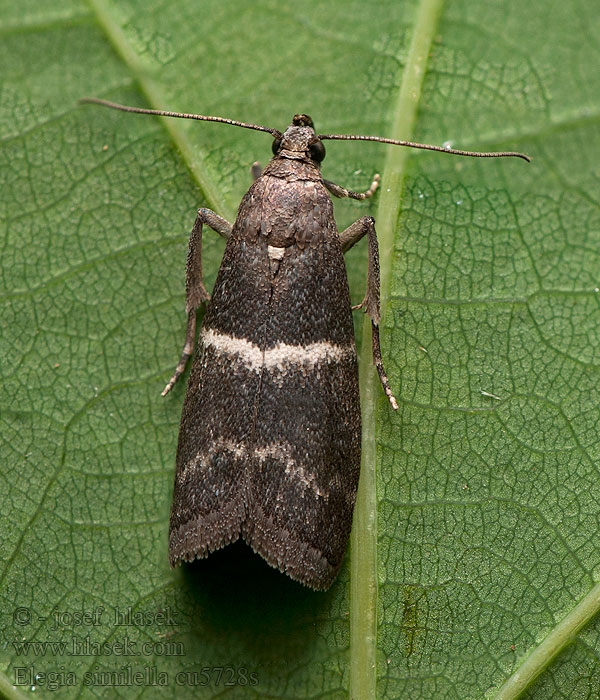 Elegia similella