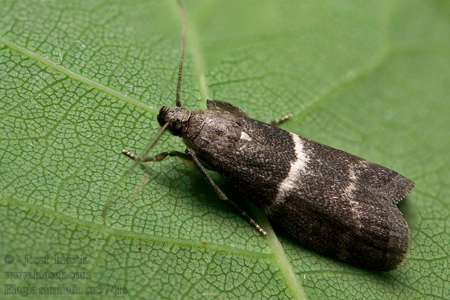 Elegia similella