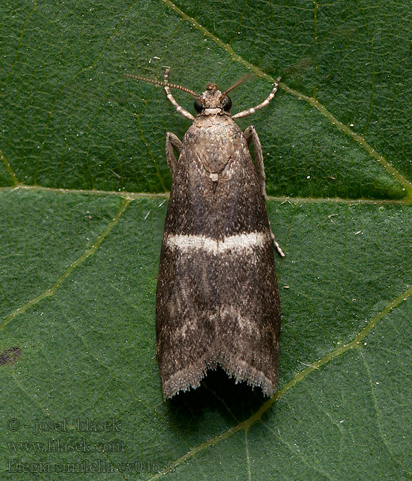 Elegia similella