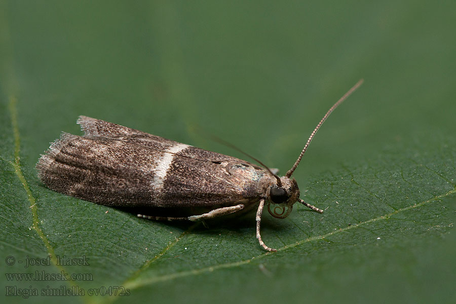 Elegia similella