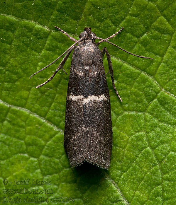 Elegia similella