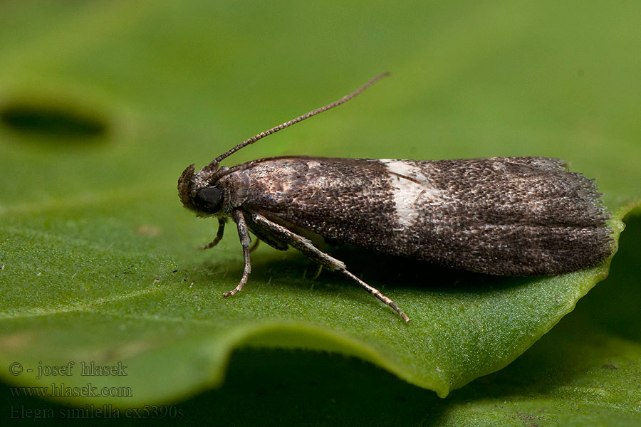 Elegia similella