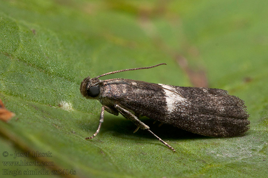 Elegia similella