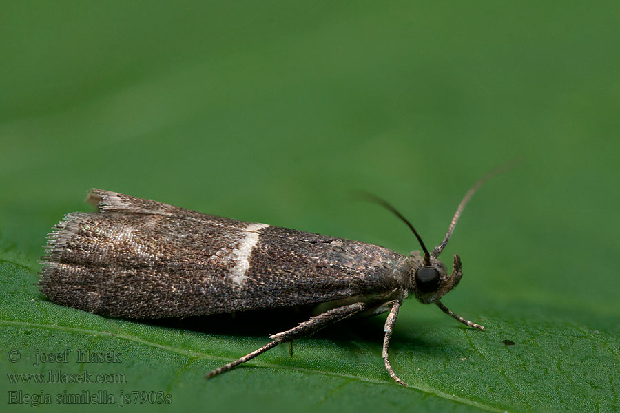 Elegia similella