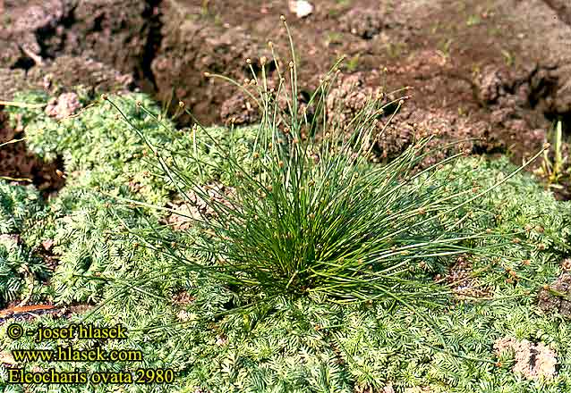 Eleocharis ovata Ovate Spike-rush Agformet Sumpstra Eivormige waterbies