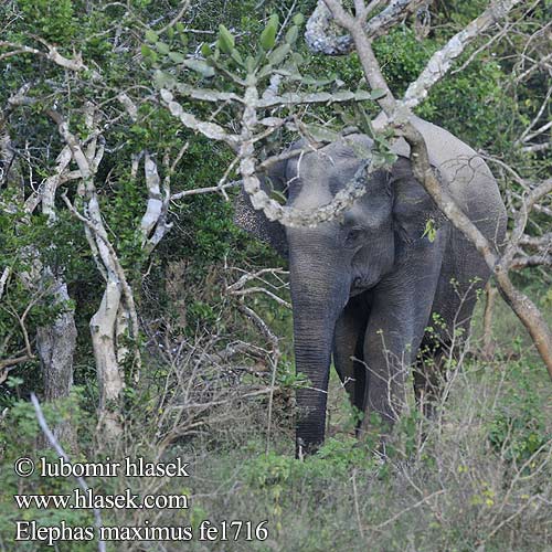 Elephas maximus Asian Asiatic Elephant Asiatischer Elefant Slon indický Éléphant Asie Aziatische olifant アジアゾウ Słoń indyjski Elefante-asiático Азиатский слон 亞洲象 亚洲象 Elefante asiatico Asiya fili Азіяцкі слон Olifant Azia Elefant asiàtic Eliffant Asiaidd Asiatisk elefant India elevant Azia elefanto Eilifint na hÁise Elefante asiático 아시아코끼리 Azijski slon פיל אסייתי Azijinis dramblys Ázsiai elefánt Gajah Asia Slon ázijský Azijski Азијски слон Aasiannorsu ஆசிய யானை Asya fili ช้างเอเชีย Індійський слон Voi châu Á