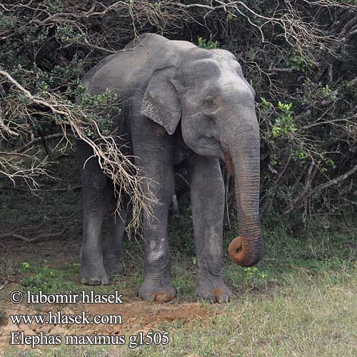 Elefante-asiático Азиатский слон 亞洲象 亚洲象 Elefante asiatico Asiya fili Азіяцкі слон Olifant Azia Elefant asiàtic Eliffant Asiaidd Asiatisk elefant India elevant Azia elefanto Eilifint na hÁise Elefante asiático 아시아코끼리 Azijski slon פיל אסייתי Azijinis dramblys Ázsiai elefánt Gajah Asia Slon ázijský Azijski Азијски слон Aasiannorsu ஆசிய யானை Asya fili ช้างเอเชีย Індійський слон Voi châu Á Elephas maximus Asian Asiatic Elephant Asiatischer Elefant Slon indický Éléphant Asie Aziatische olifant アジアゾウ Słoń indyjski