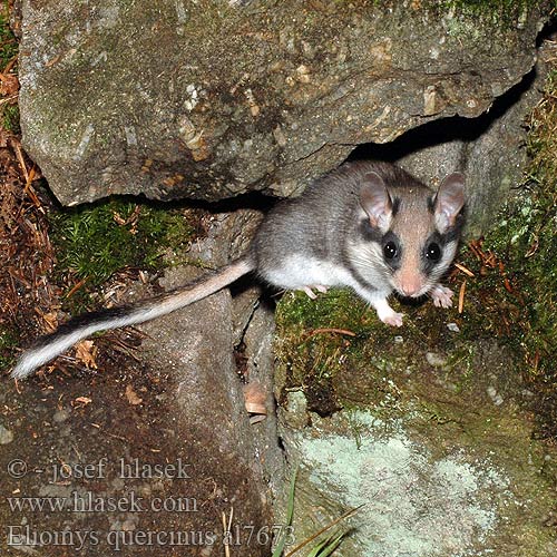 Eliomys quercinus Myoxus Glis Garden dormouse