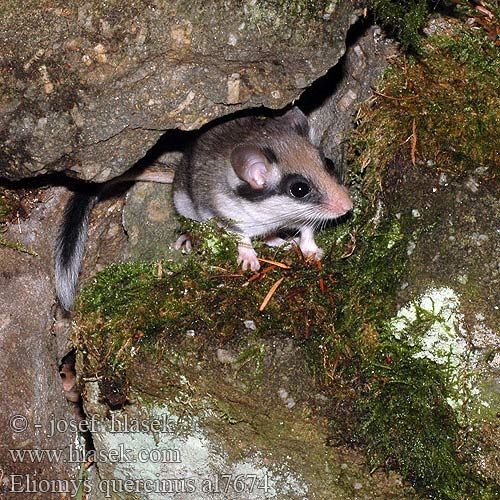 Garden dormouse Gartenschläfer Plch zahradní