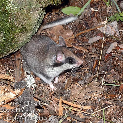 Garden dormouse Plch zahradní