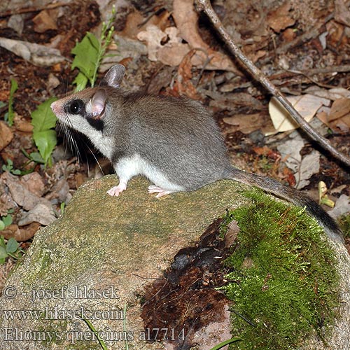 Eliomys quercinus al7714