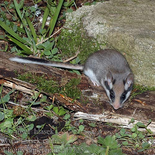 Gartenschläfer Eikelmuis Ąžuolinė miegapelė