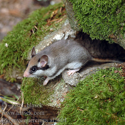 Eliomys quercinus al7804