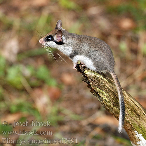 Eliomys quercinus al7891