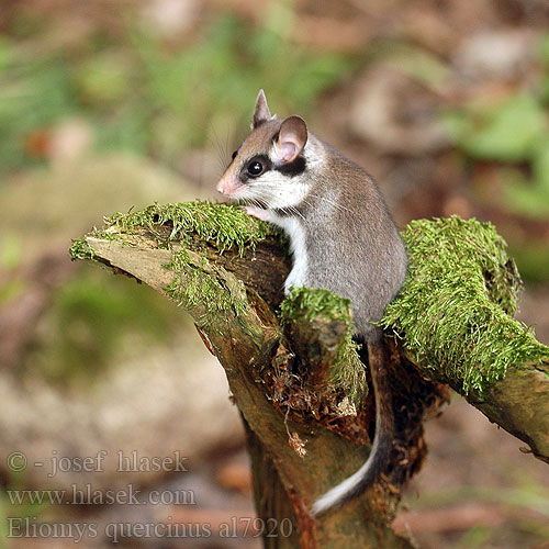 Eliomys quercinus al7920