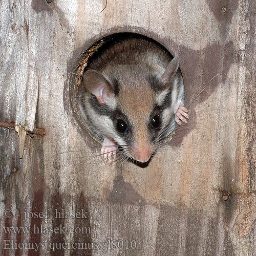 Eliomys quercinus al8010