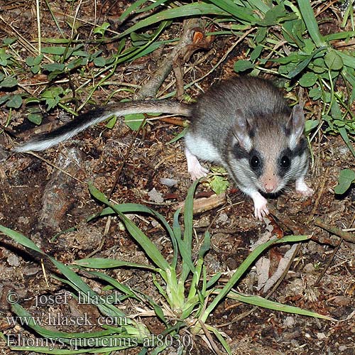 Eliomys quercinus al8030