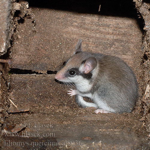 Eliomys quercinus al8036